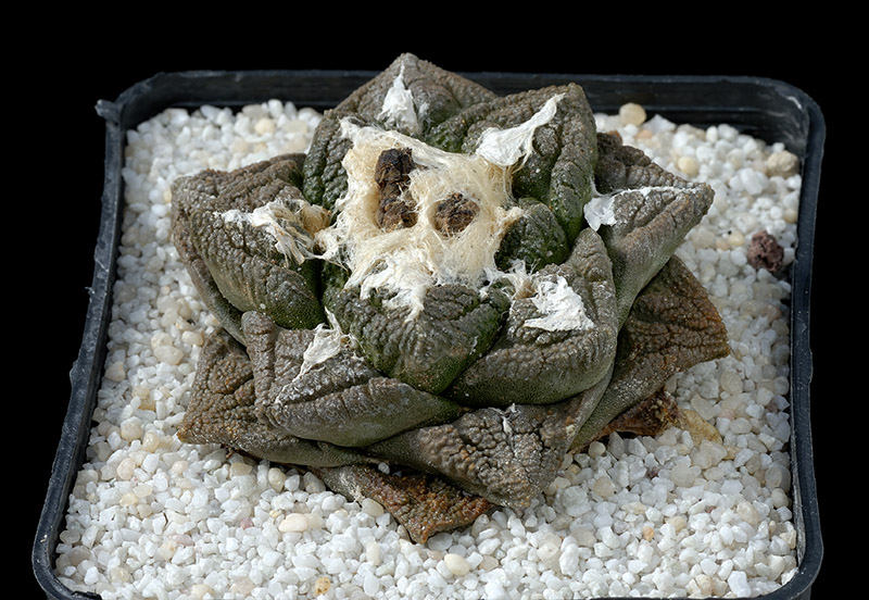 Ariocarpus fissuratus  D. 7 € 75.00.jpg